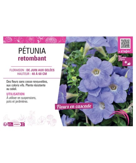 PETUNIA RETOMBANT (bleu ciel)