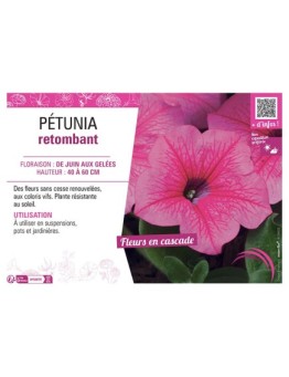 PETUNIA RETOMBANT (rose)