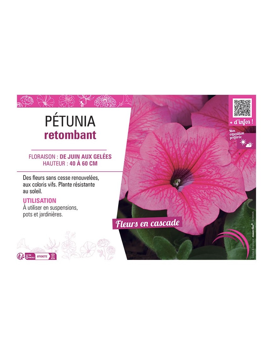 PETUNIA RETOMBANT (rose)