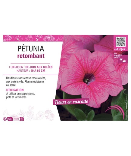 PETUNIA RETOMBANT (rose)