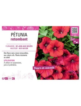 PETUNIA RETOMBANT (rouge)