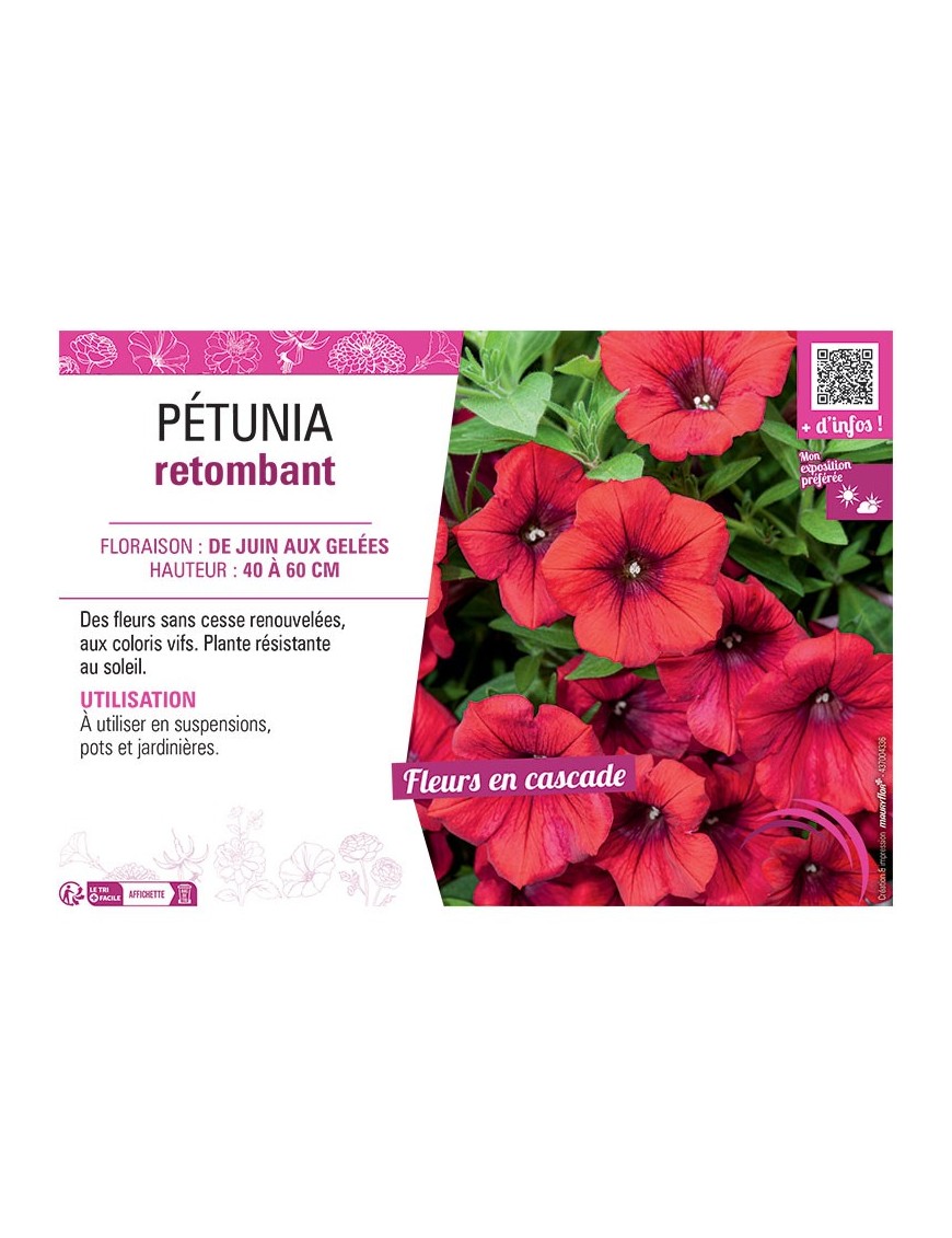 PETUNIA RETOMBANT (rouge)