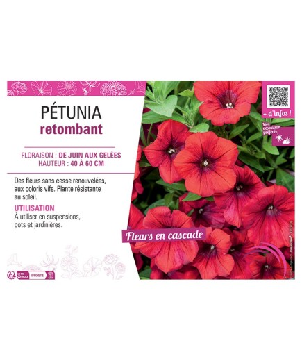 PETUNIA RETOMBANT (rouge)