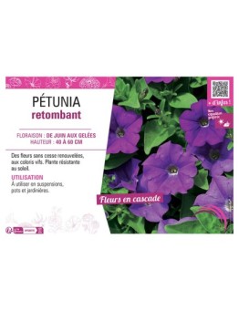 PETUNIA RETOMBANT (violet)