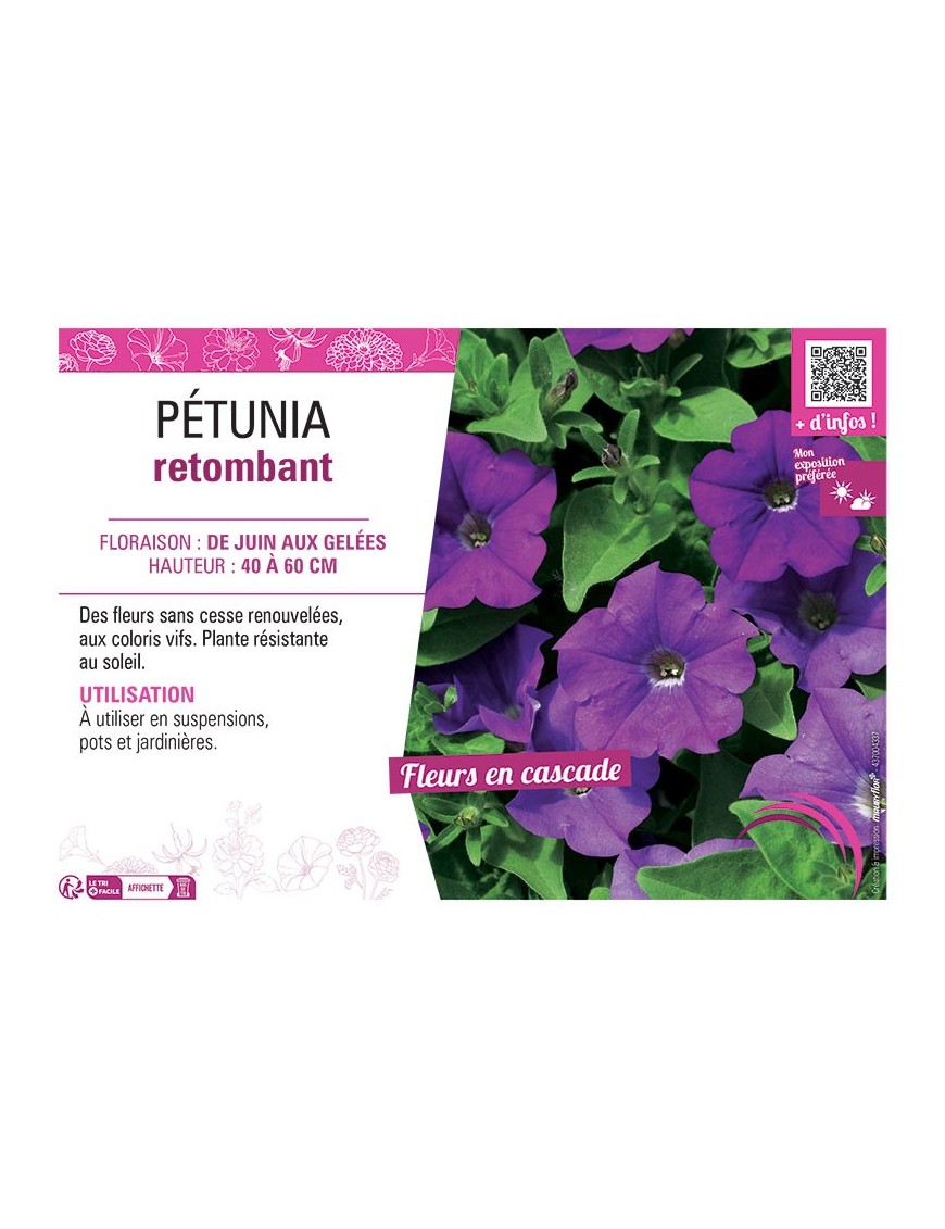 PETUNIA RETOMBANT (violet)
