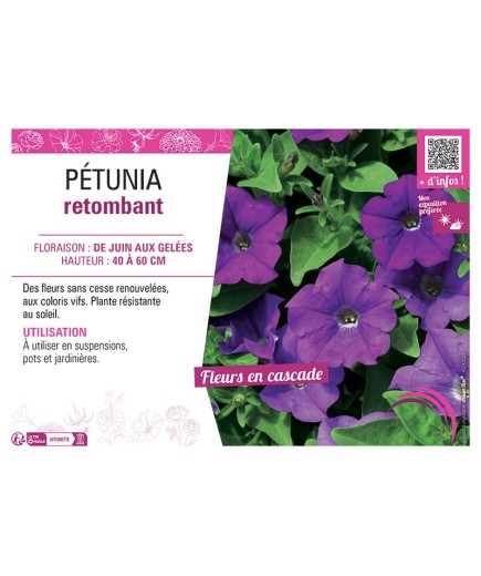 PETUNIA RETOMBANT (violet)