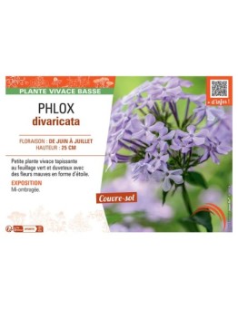 PHLOX DIVARICATA