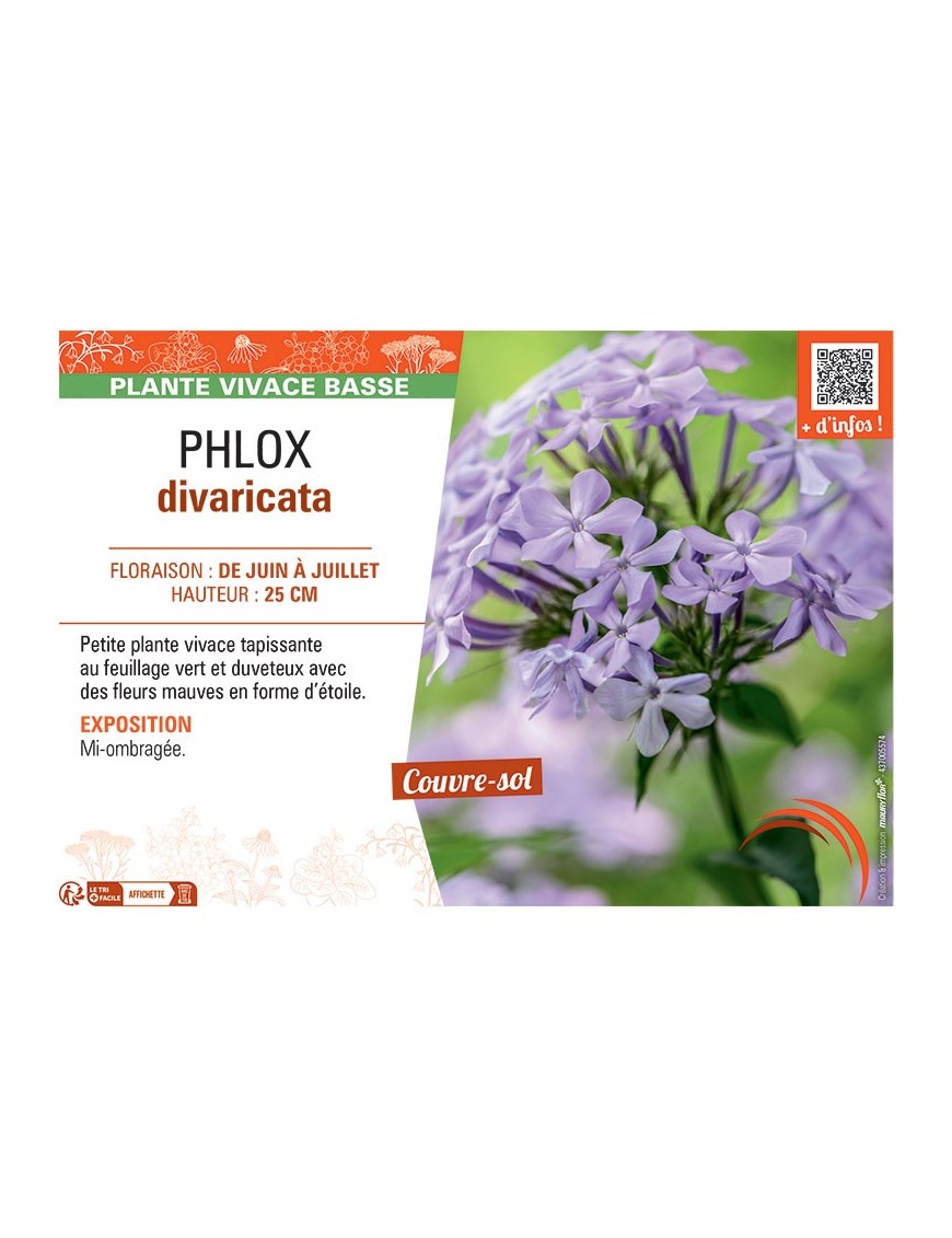 PHLOX DIVARICATA