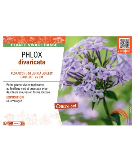 PHLOX DIVARICATA