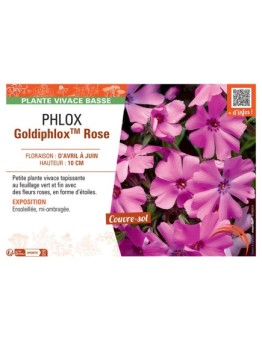 PHLOX GOLDIPHLOX™ ROSE