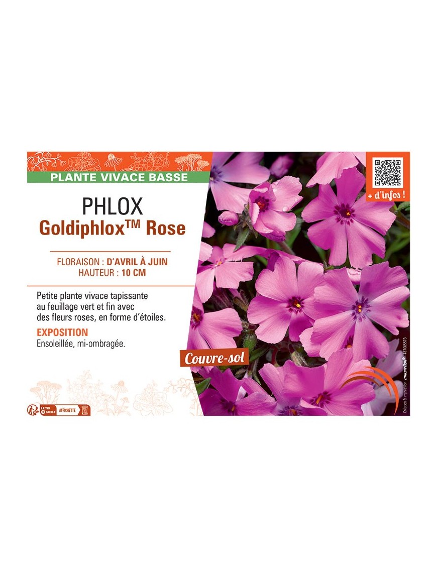 PHLOX GOLDIPHLOX™ ROSE