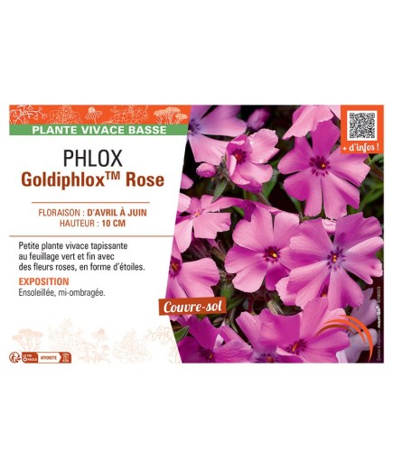 PHLOX GOLDIPHLOX™ ROSE