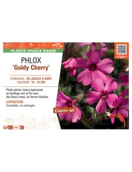 PHLOX GOLDY CHERRY