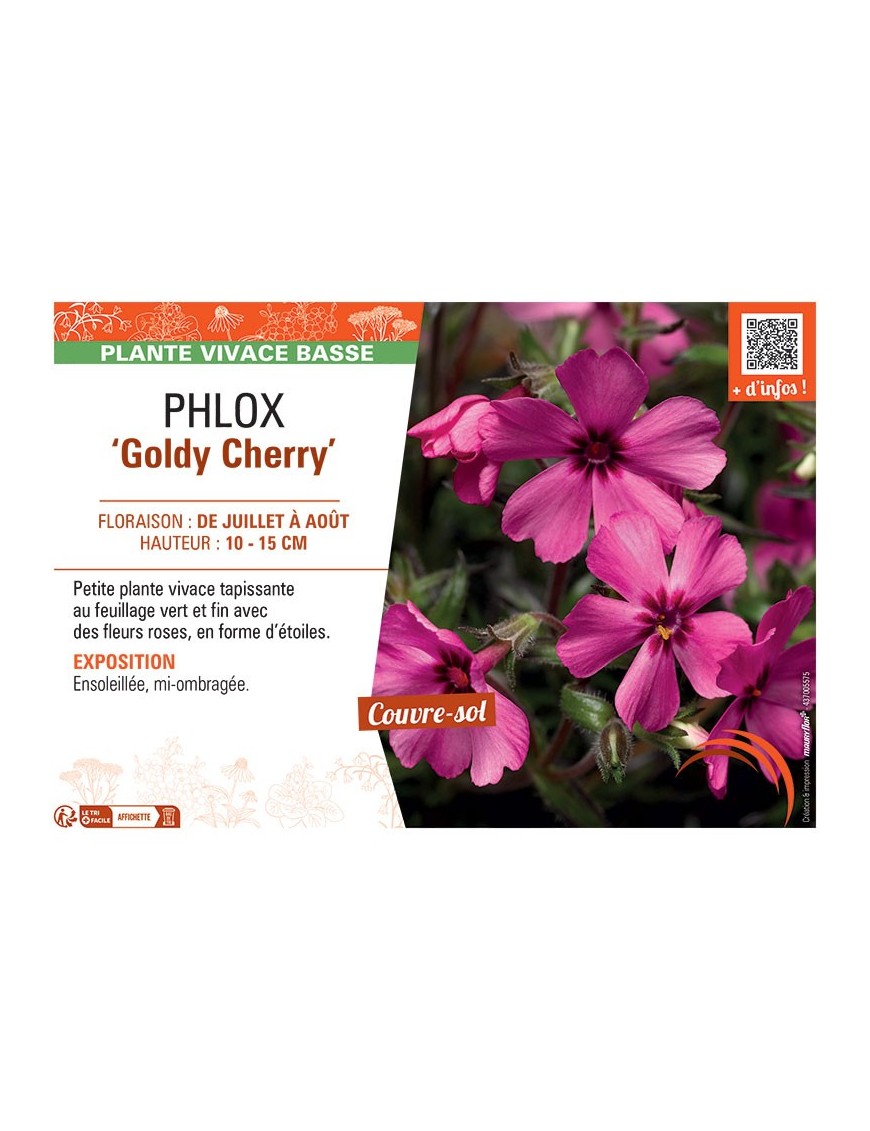 PHLOX GOLDY CHERRY