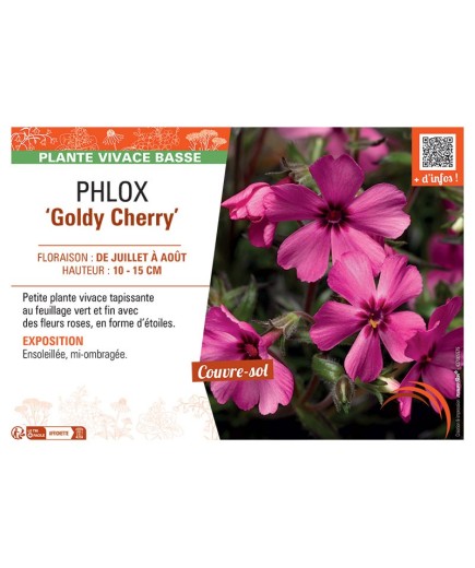PHLOX GOLDY CHERRY