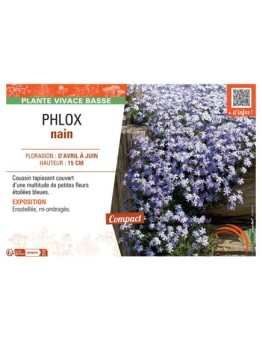 PHLOX NAIN (bleu)