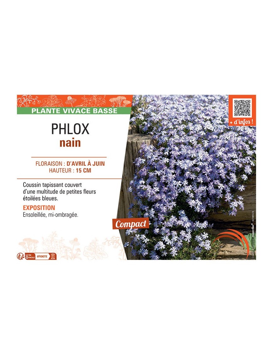 PHLOX NAIN (bleu)