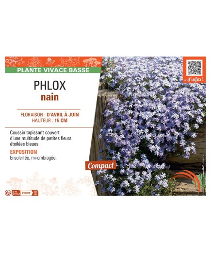 PHLOX NAIN (bleu)