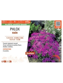 PHLOX NAIN (magenta)