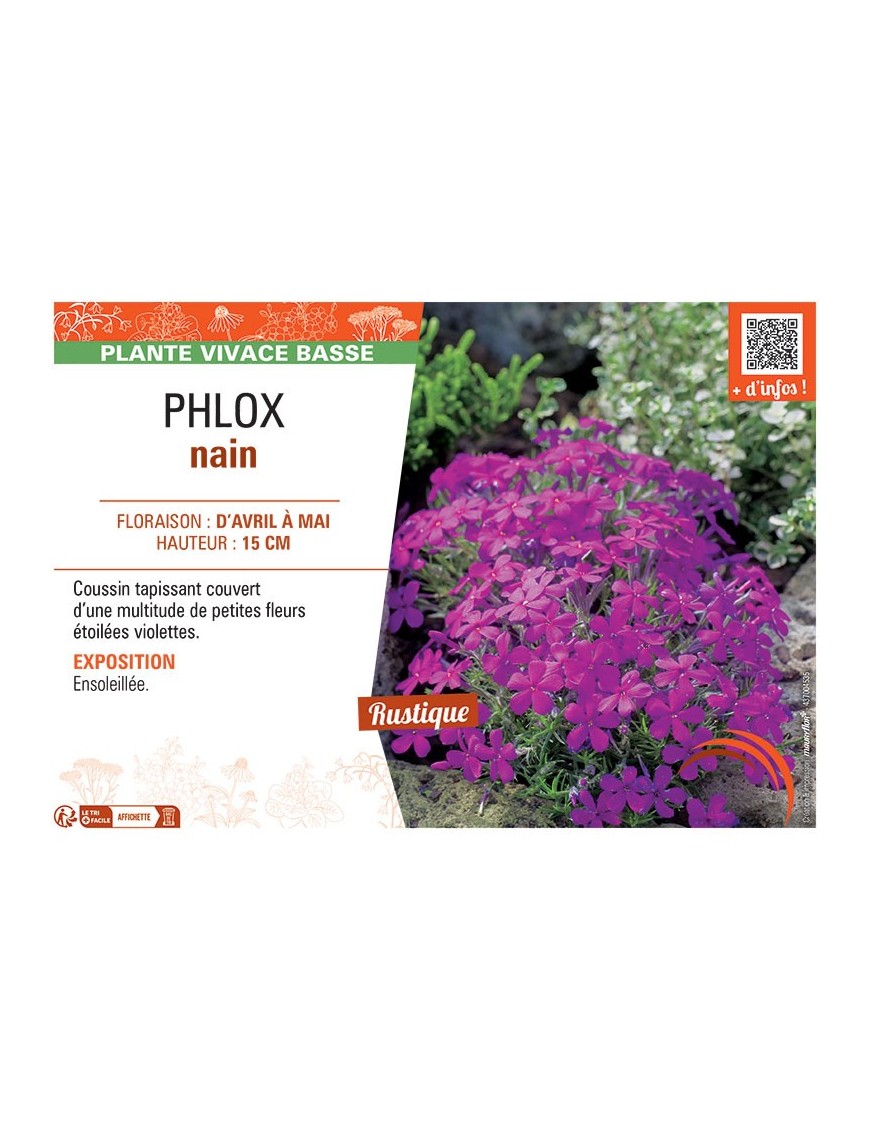 PHLOX NAIN (magenta)