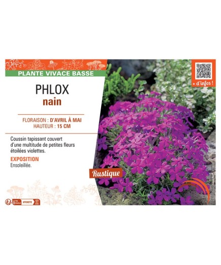 PHLOX NAIN (magenta)