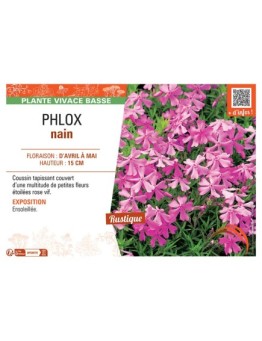 PHLOX NAIN (rose vif)