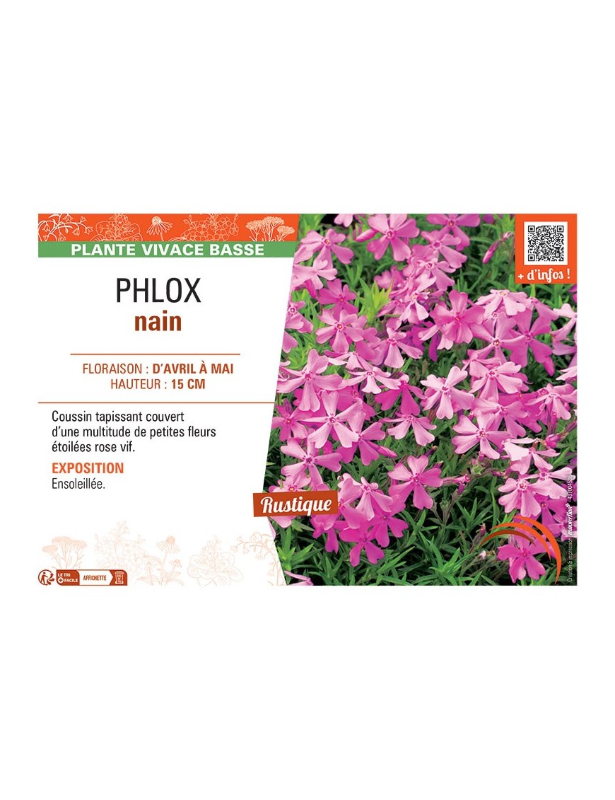 PHLOX NAIN (rose vif)