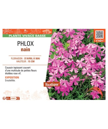 PHLOX NAIN (rose vif)
