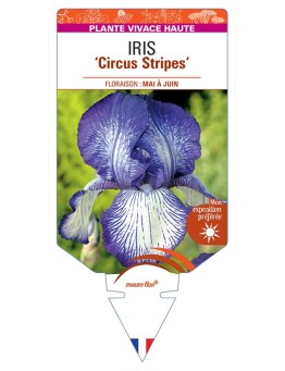 IRIS (germanica) Circus Stripes
