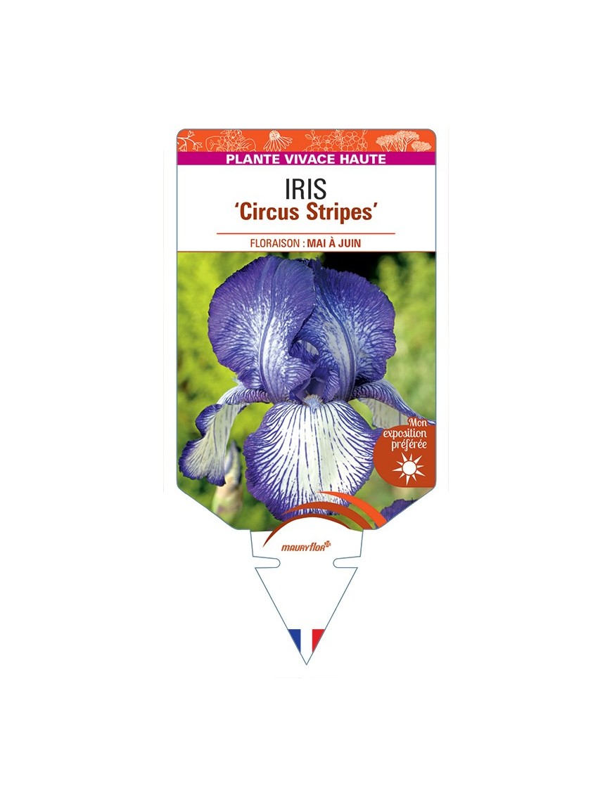 IRIS (germanica) Circus Stripes