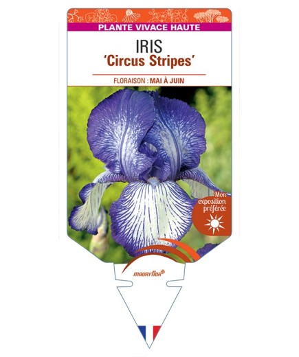 IRIS (germanica) Circus Stripes
