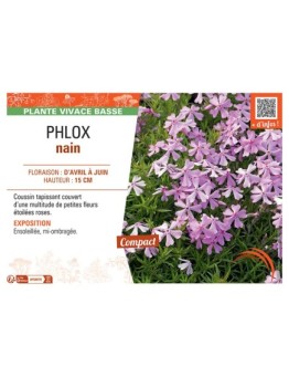 PHLOX NAIN (rose)