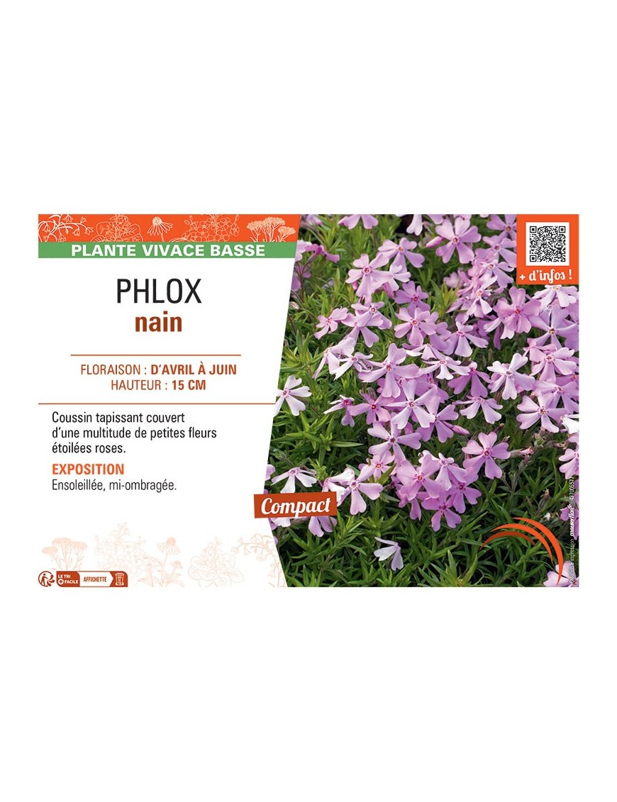 PHLOX NAIN (rose)