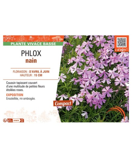 PHLOX NAIN (rose)