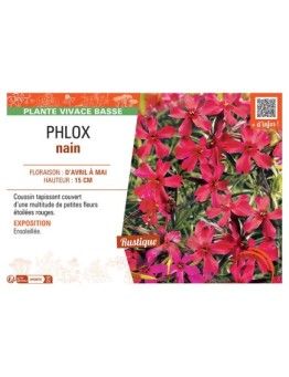 PHLOX NAIN (rouge)