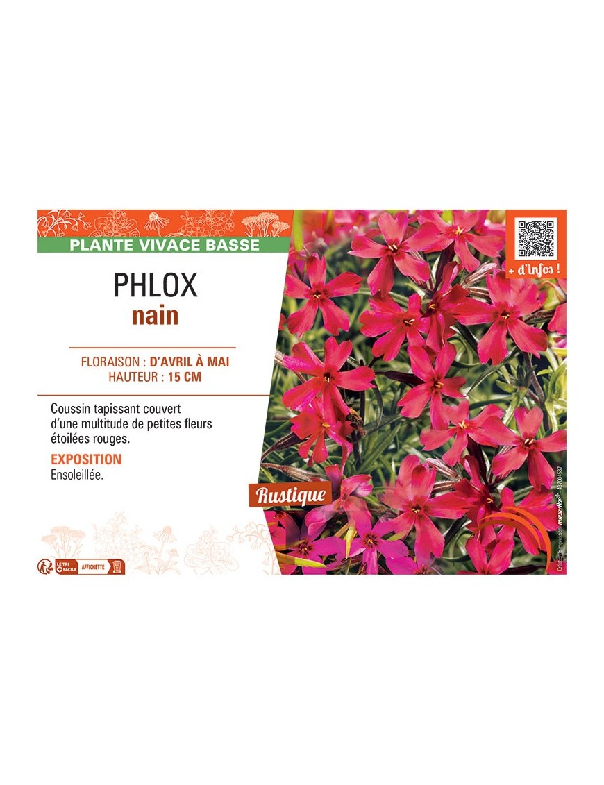 PHLOX NAIN (rouge)