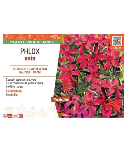 PHLOX NAIN (rouge)