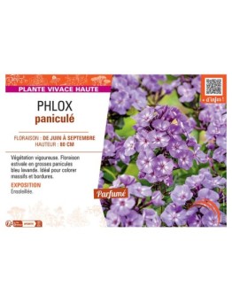 PHLOX PANICULE (bleu lavande)
