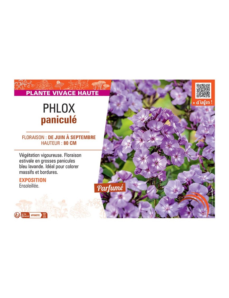PHLOX PANICULE (bleu lavande)