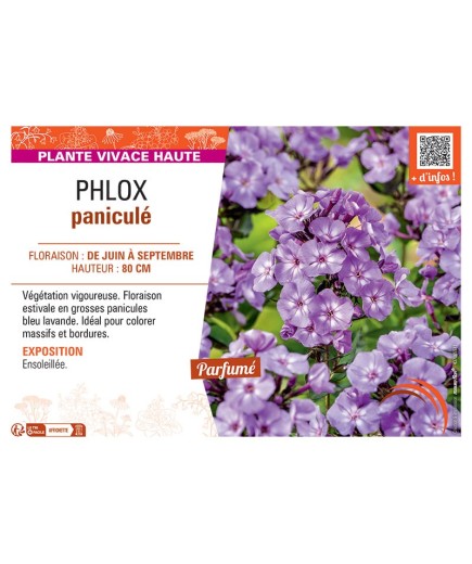 PHLOX PANICULE (bleu lavande)