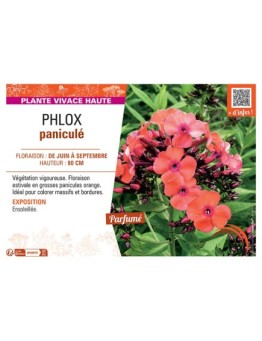 PHLOX PANICULE (orange)