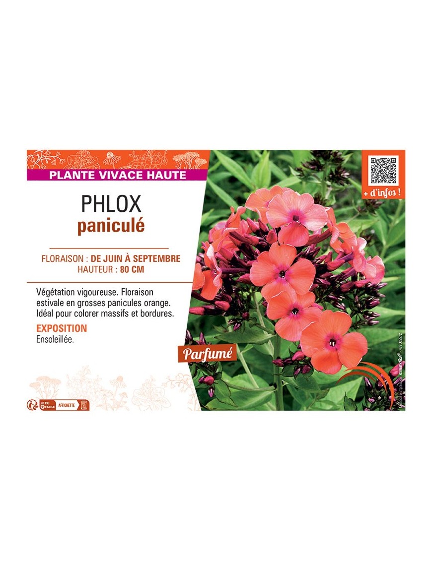 PHLOX PANICULE (orange)