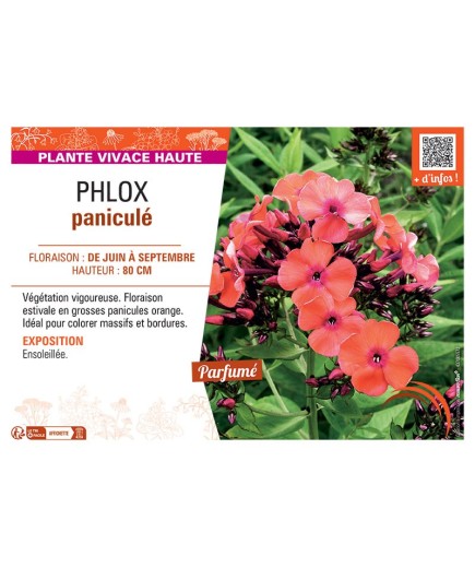 PHLOX PANICULE (orange)