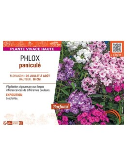 PHLOX PANICULE (varié)