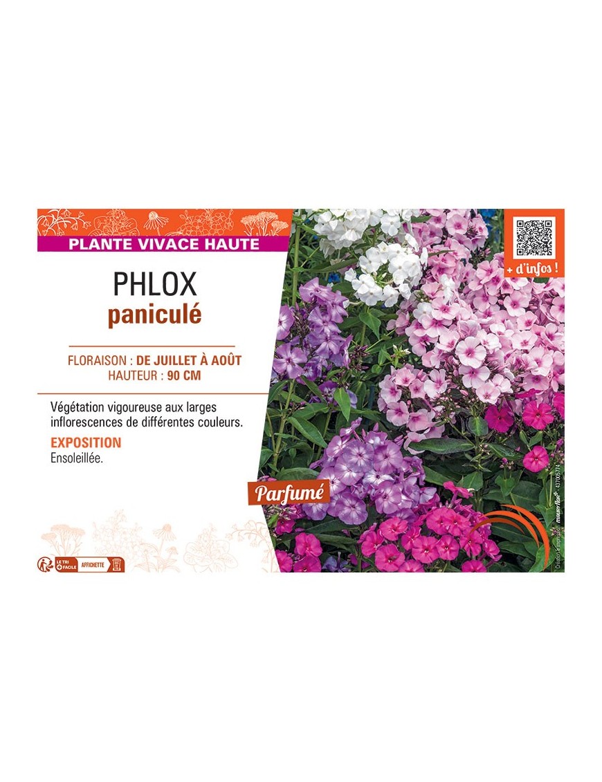 PHLOX PANICULE (varié)