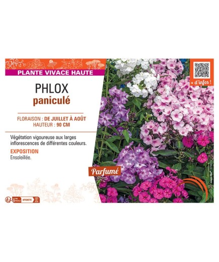 PHLOX PANICULE (varié)