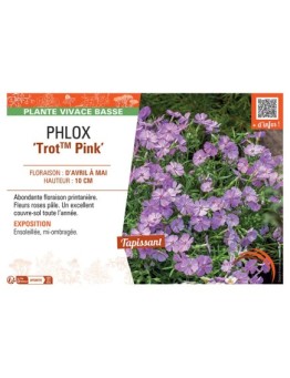 PHLOX TROT™ PINK