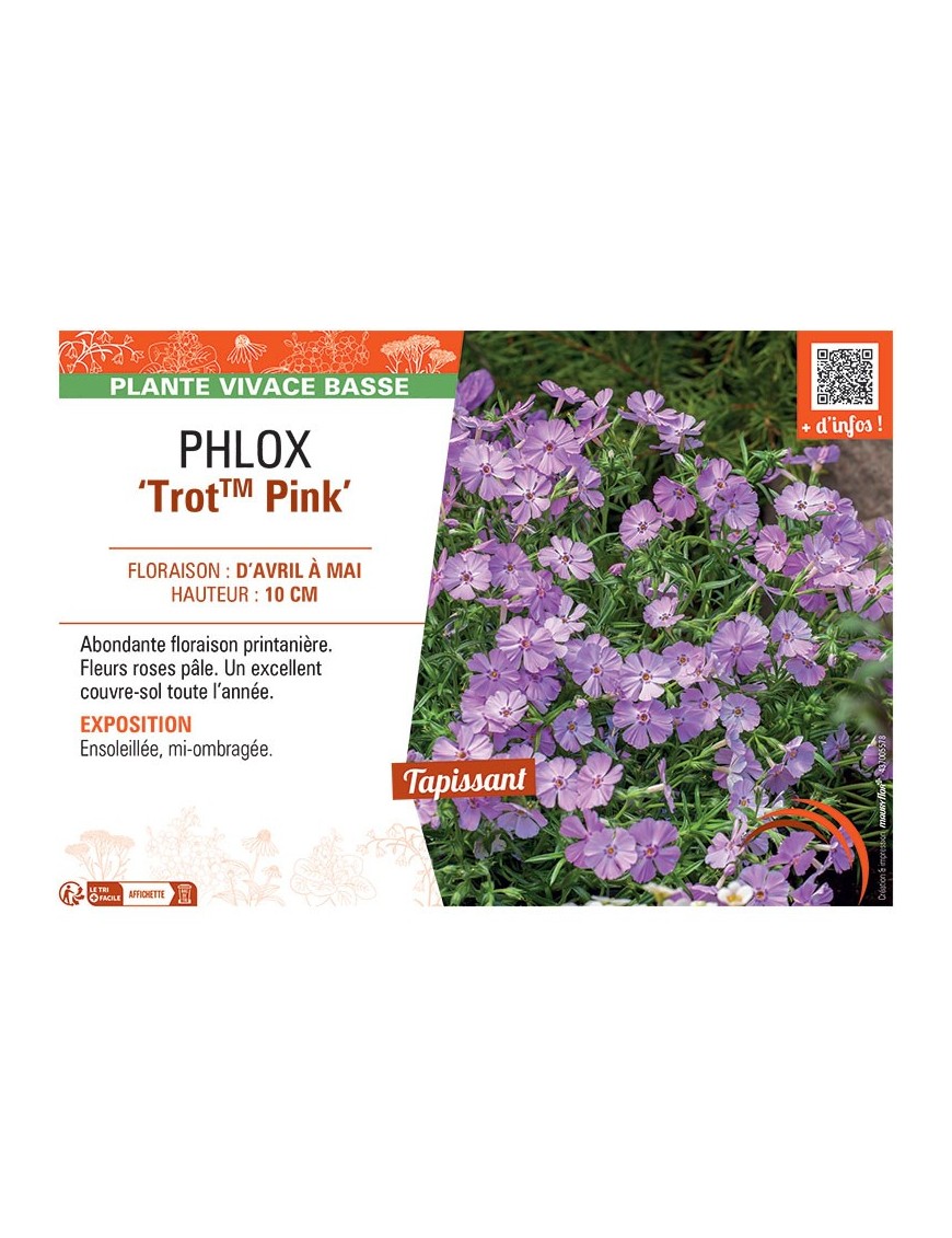 PHLOX TROT™ PINK