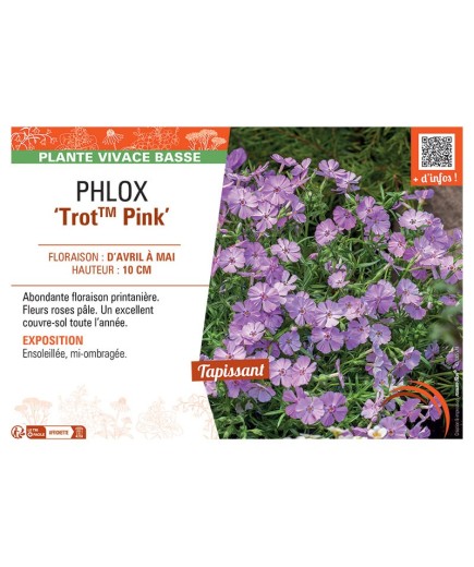 PHLOX TROT™ PINK