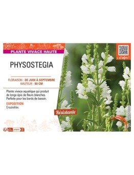 PHYSOSTEGIA (blanc)